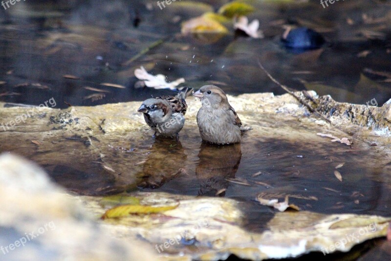 Sparrow Passer Domesticus Nature Water Outdoors