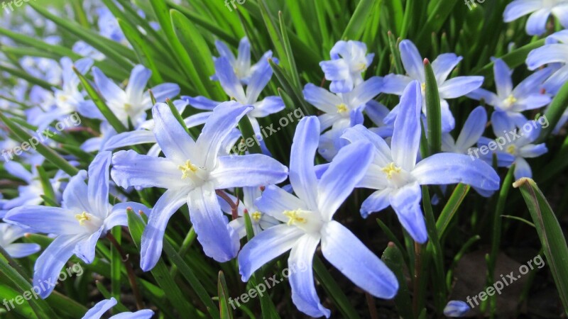 Star Hyacinth Spring Flower Flora Garden