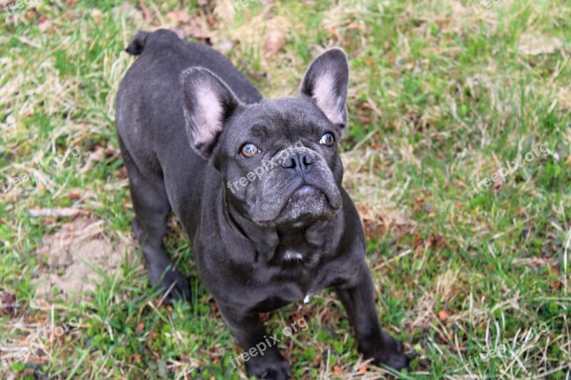 Dog French Bulldog Puppy Pet Free Photos