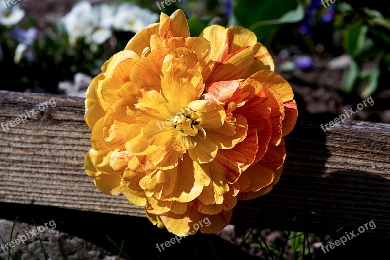 Peony Flower Orange Orange Flower Blossom