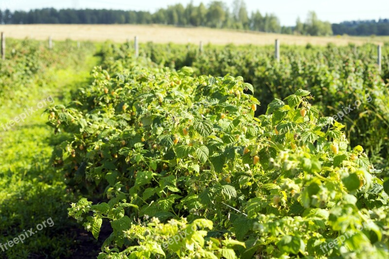 Agrofirm Farm Plant Nature Field