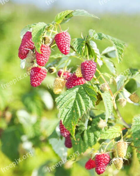 Fruit Berry Nature Sheet Food