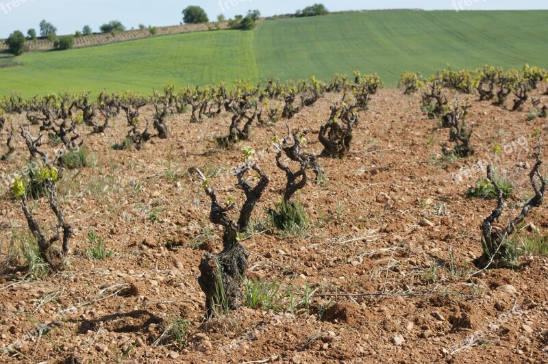 Vineyard Strain Terroir Wine Centenarian