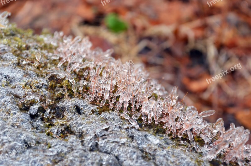 Nature Frozen Moss Moss Winter Frost