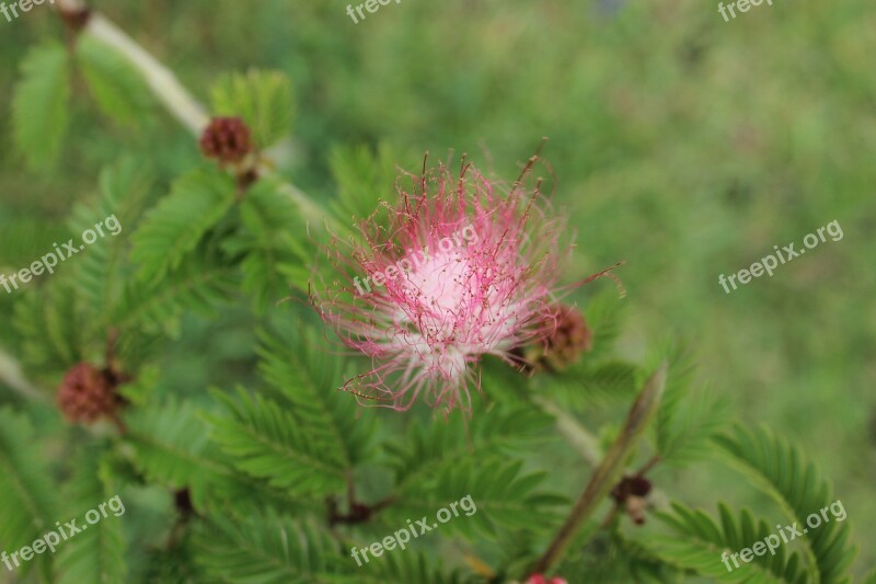 Nature Summer Plant Leaf Outdoors