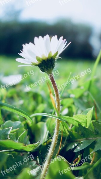 Nature Plant Flower Close Up Leaf