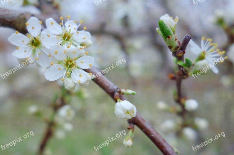 Flower Cherry Wood Tree Nature Spring