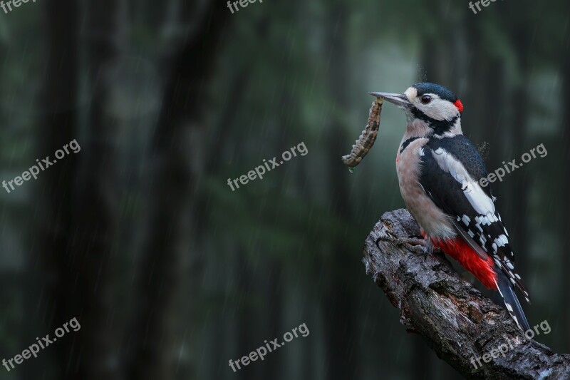 Nature Animal World Bird Great Spotted Woodpecker Composing