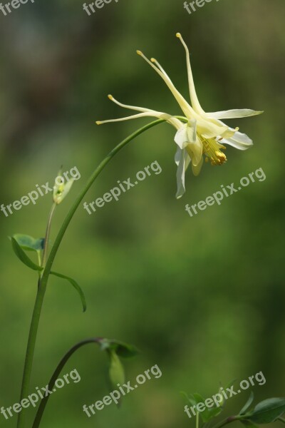 Nature Plants Flowers Leaf Outdoors