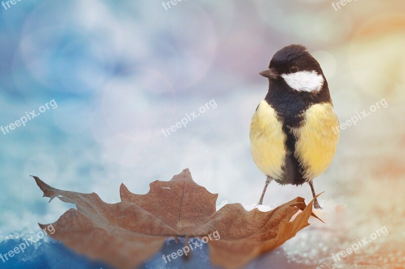 Bird Nature Animal World Tit Composing