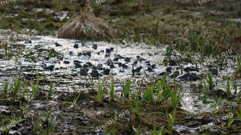 Frogs The Multiplication Of Frogs Swamp Nature The Wonders Of Nature