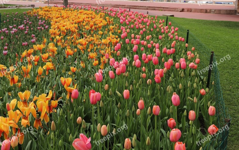 Flower Tulip Nature Field Plant