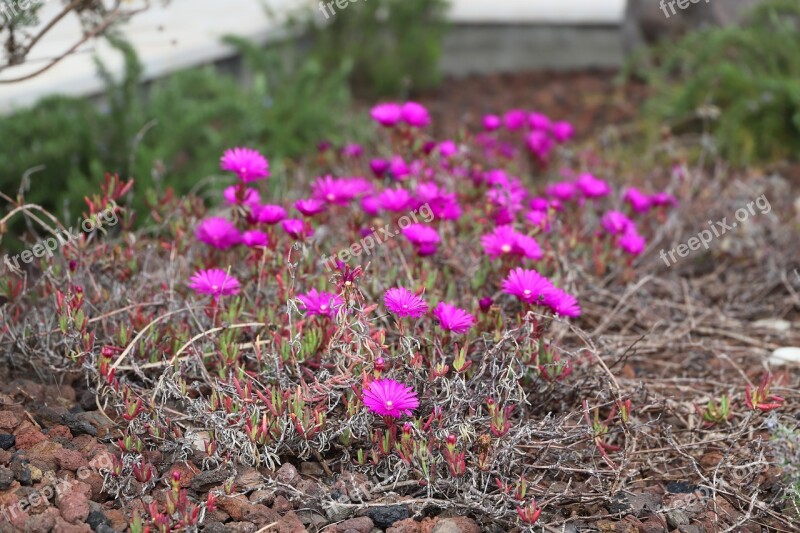 Nature Plant Flower Lawn Outdoor