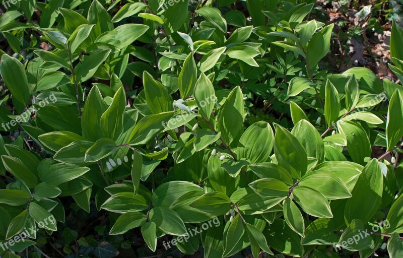 Solomon Seal Wildflower Flower Spring Wild