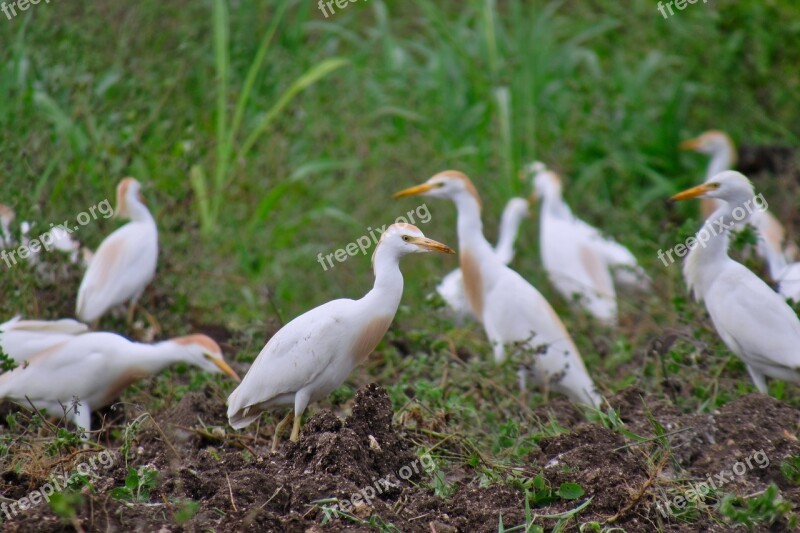 Bird Egret Wildlife Animal Feather