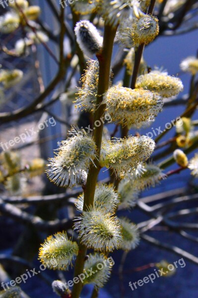 Nature Plant Wood Flower Season