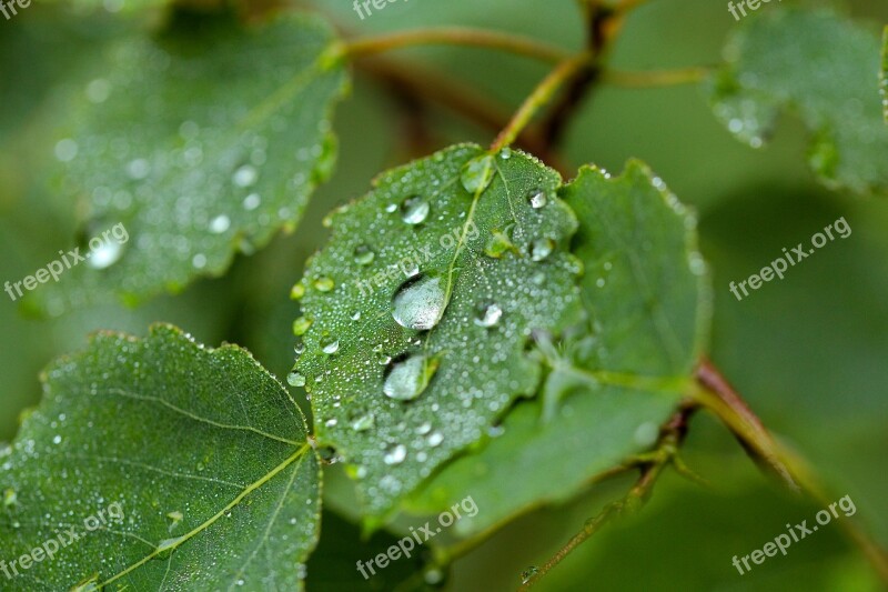 Leaf Nature Plant Environment Growth