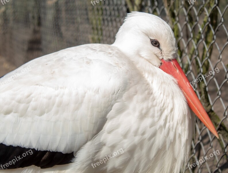 Bird Feather Nature Animal World Bill