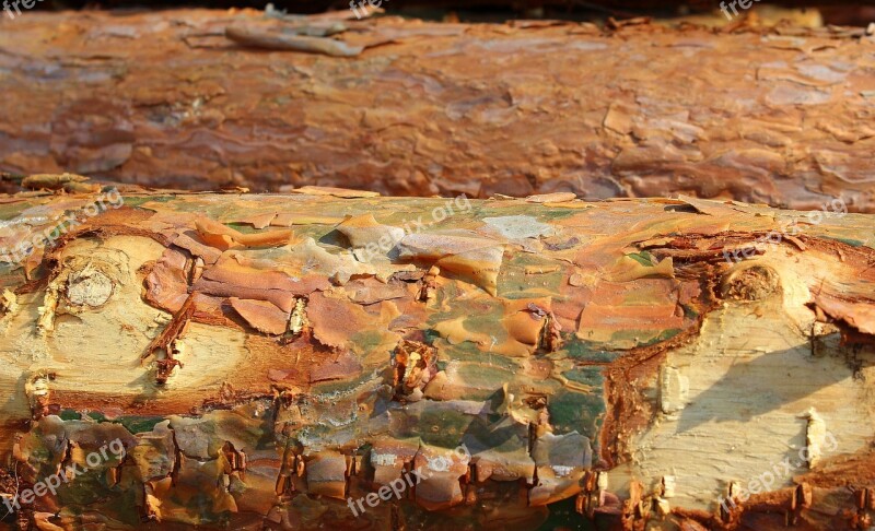 Tree Forest Sloping Trees The Bark Texture