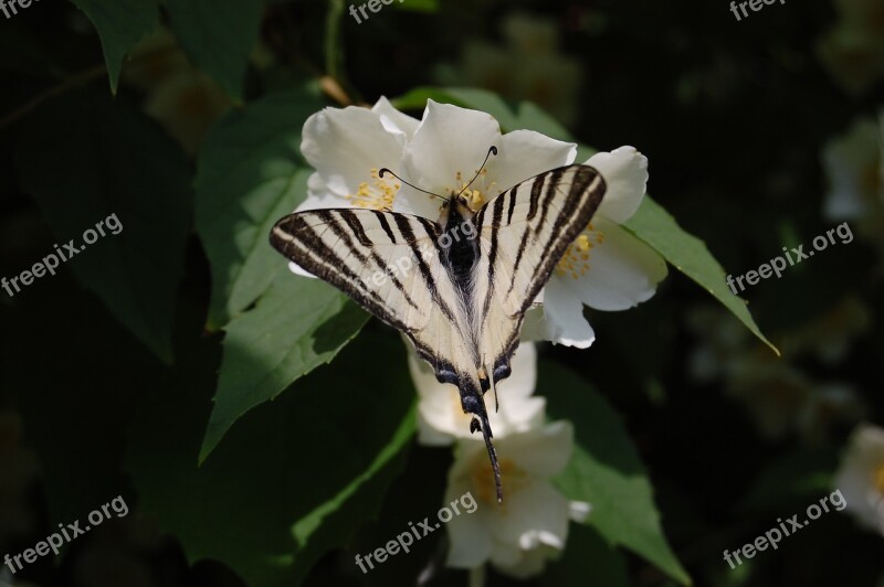 Scarce Swallowtail Butterfly Nature Flower Plant