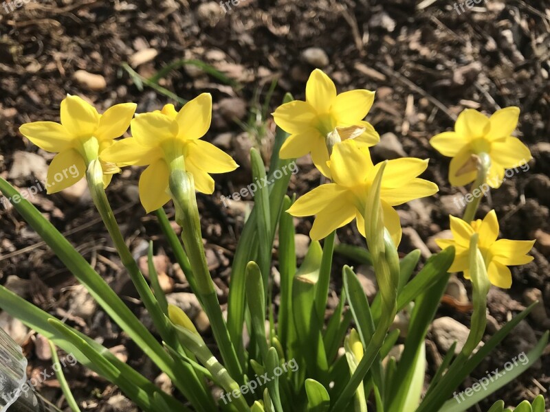 Daffodils Spring Nature Flowers Beauty