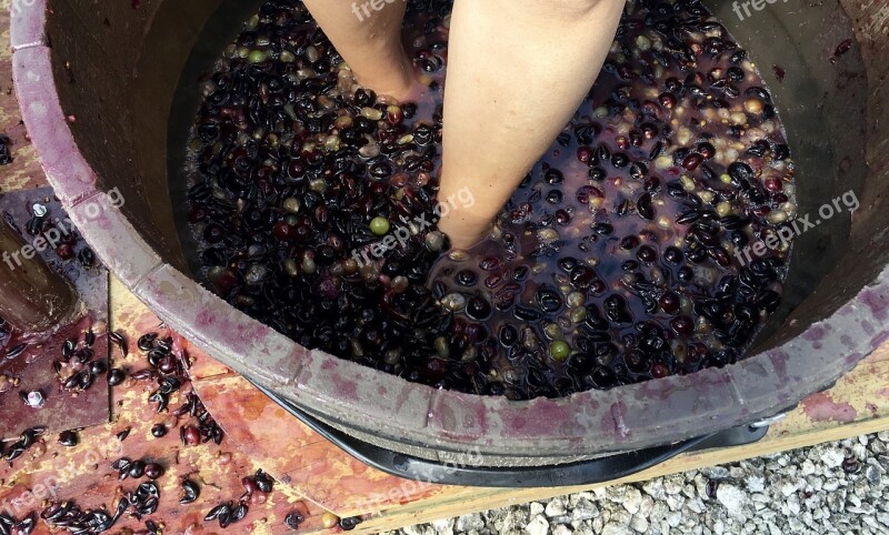 Food Healthy Vineyard Grape Stomp Wine