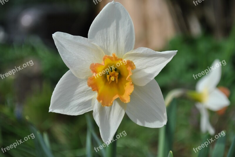 Flower Nature Narcissus Plant White Daffodil