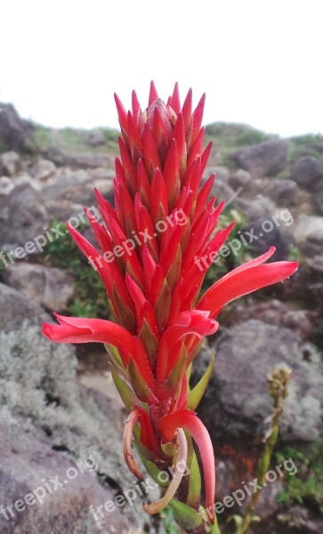 Nature Flower Plant Cactus Good Looking