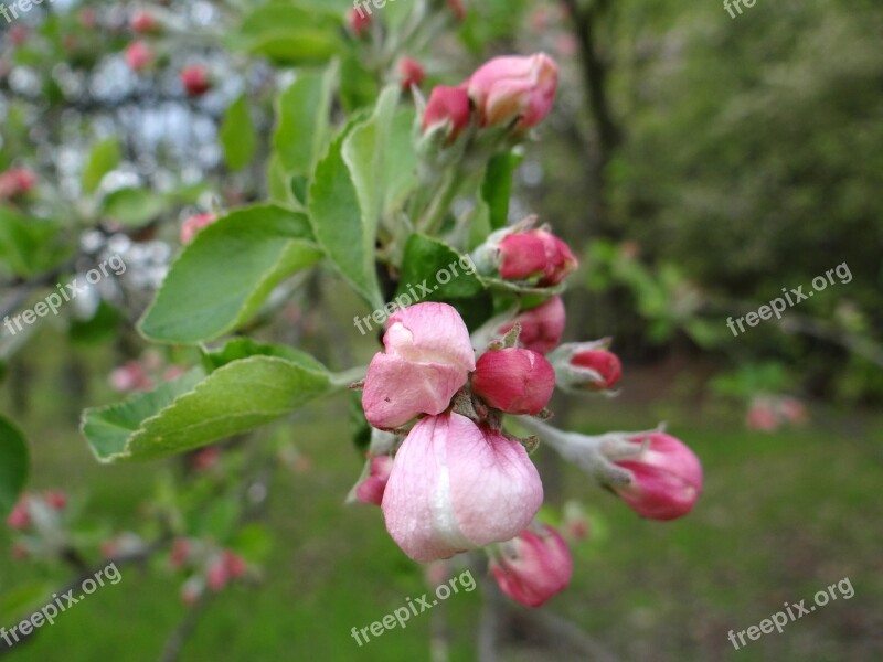 Flower Nature Tree Plant Garden