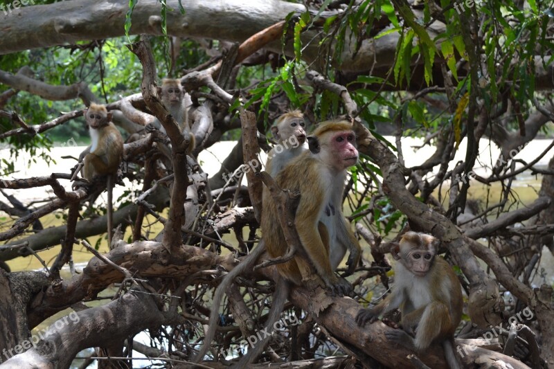 Monkey Primacy Tree Jungle Free Photos