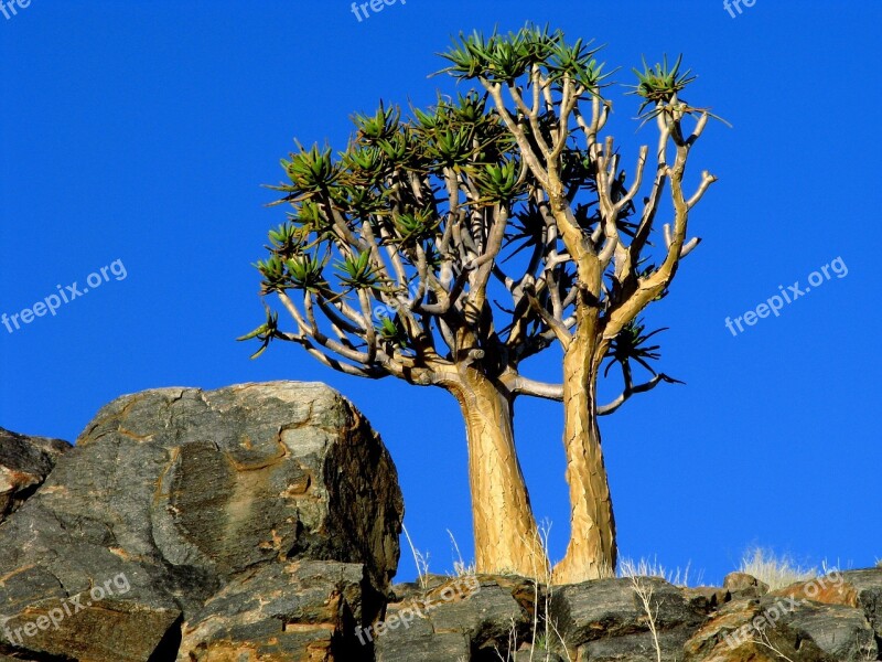 Nature Tree Sky Landscape Outdoors