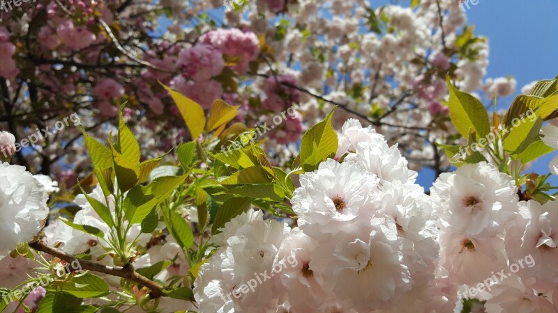 Cherry Trees Flowers Nature Japanese Cherry Cherry Branches