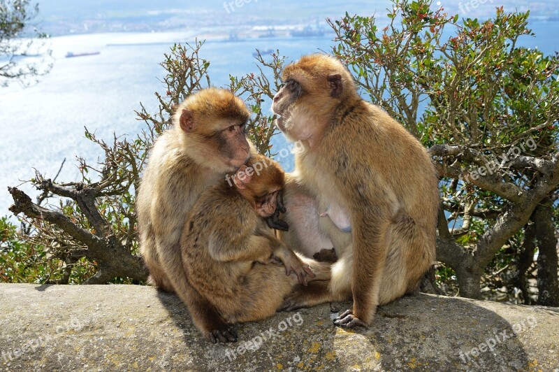 Berber Monkeys Monkey Rock Gibraltar Free Photos