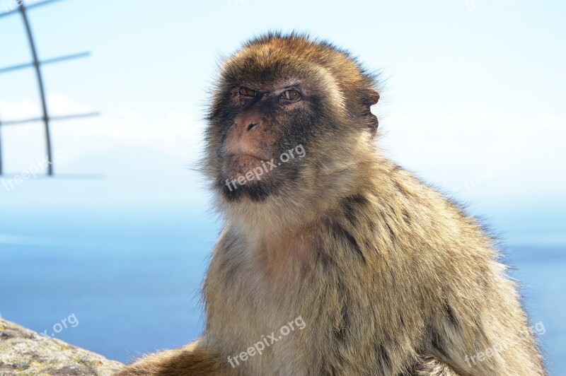 Barbary Ape Monkey Rock Gibraltar Free Photos