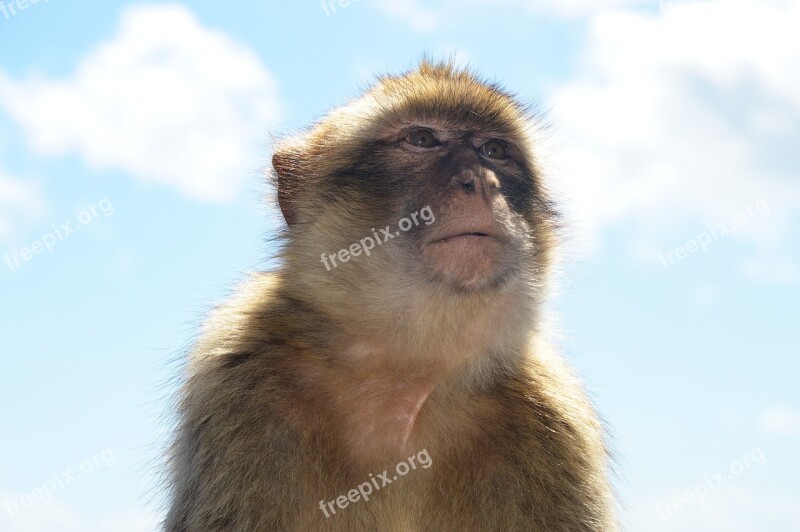 Barbary Ape Monkey Rock Gibraltar Free Photos