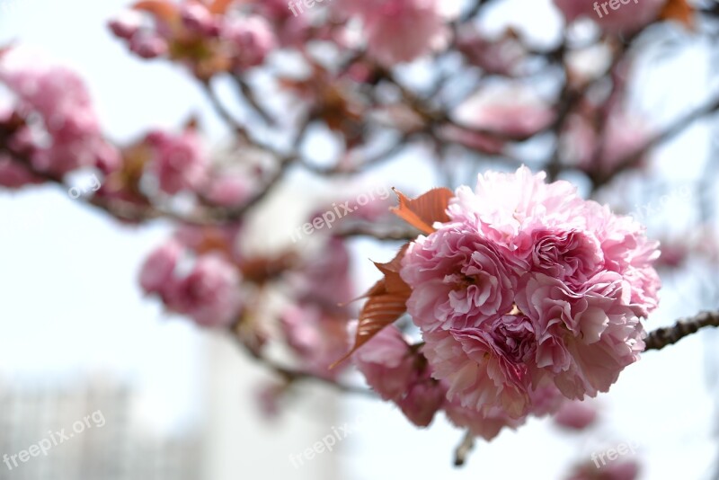 Flowers Cherry Tree Quarter Plants Wood