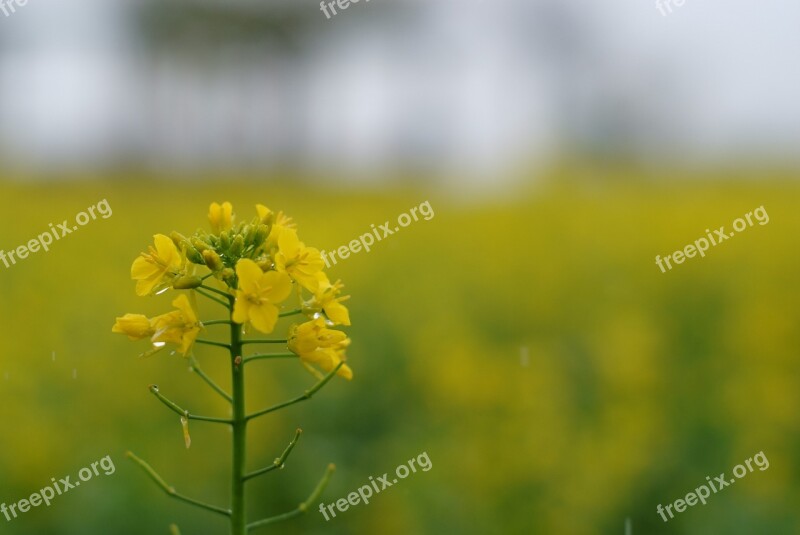 Nature Flowers S Plants Summer