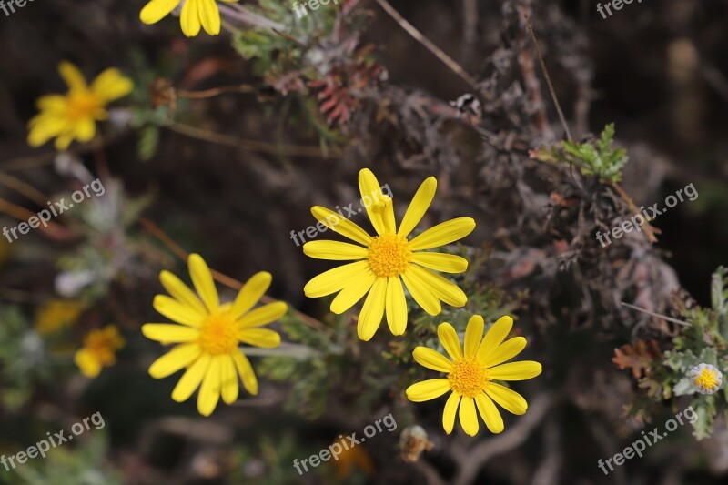 Nature Flower Plant Outdoor Summer