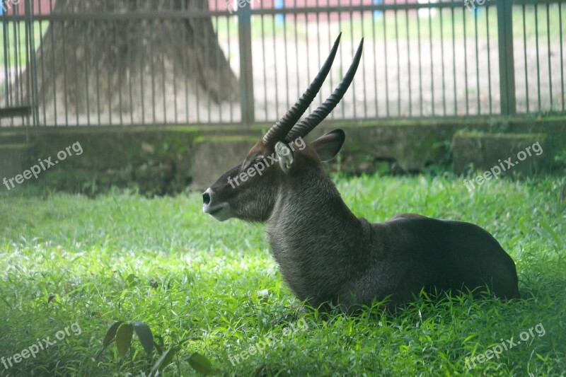 Grass Nature Animal Mammal Hayfield