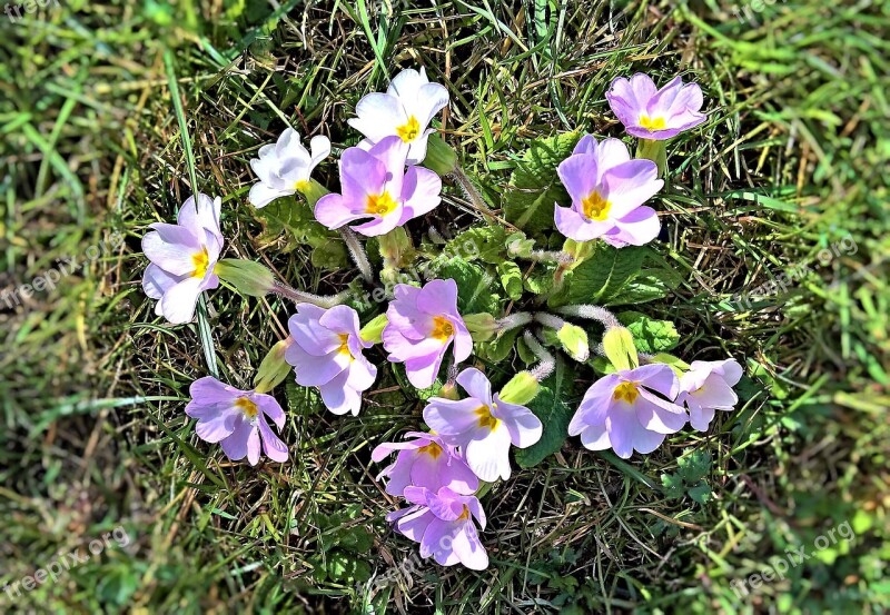 Flowers Primroses Spring Flowers Wildwachsend Small Pink Flowers