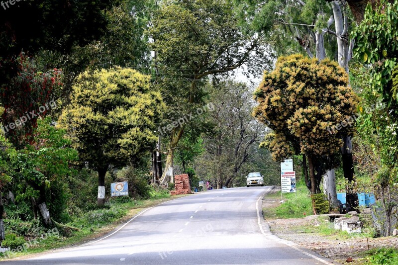 Tree Nature Road Guidance Outdoors