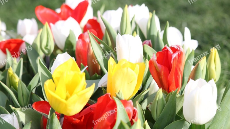 Tulip Flower Nature Plant Garden