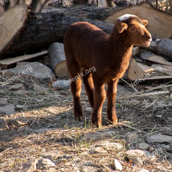 Mammal Sheep Livestock Agro-industry Wool