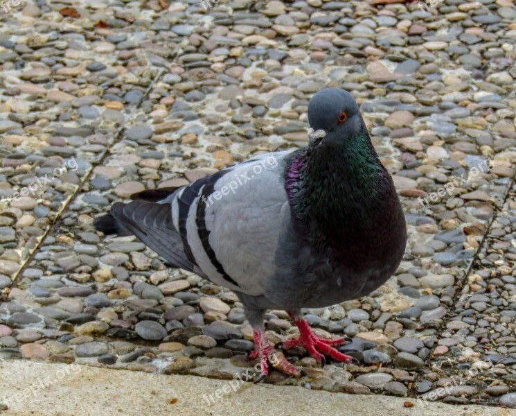 Birds Columbidae Nature Animalia Pen