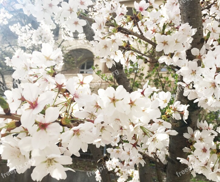 Flower Cherry Wood Plant Branch Tree