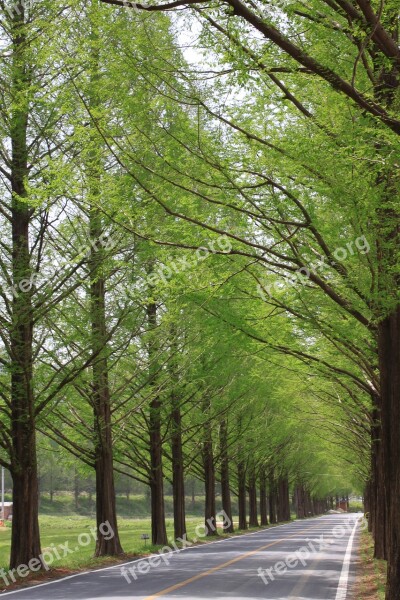 Nature Wood Leaf Park Landscape