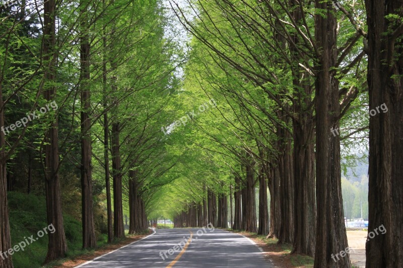 Nature Wood Leaf Park Landscape