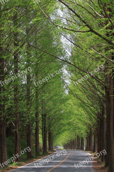 Nature Wood Leaf Park Landscape