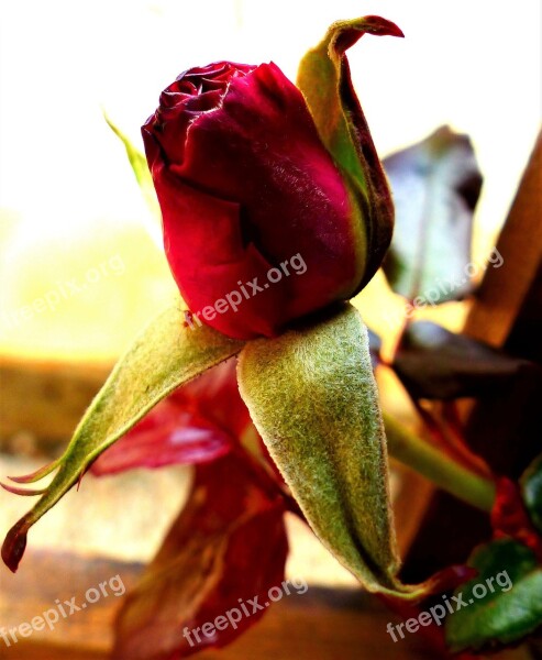 Flower Rosebush No Person Leaf Nature