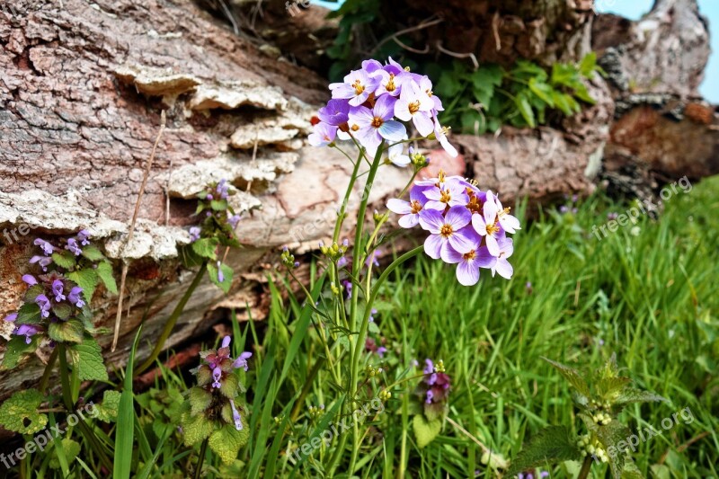 Cuckooflower Lady's Smock Milkmaids Flower Wild Flower